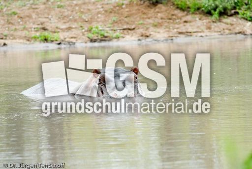 Flusspferd (66 von 104).jpg